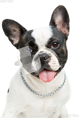 Image of french bulldog dog isolated on white background