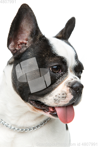 Image of french bulldog dog isolated on white background