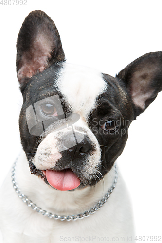 Image of french bulldog dog isolated on white background