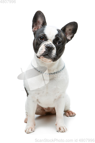 Image of french bulldog dog isolated on white background