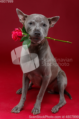 Image of dog holding rose in mouth