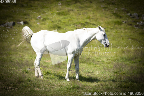 Image of Stallion