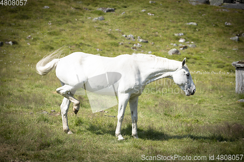 Image of Stallion