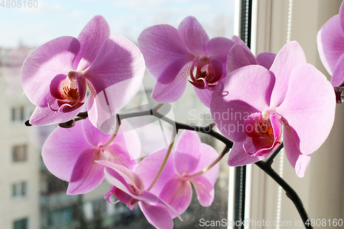 Image of pink orchid on the window