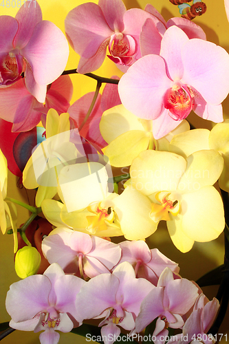 Image of orchids different colors