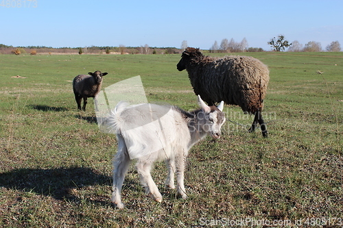 Image of sheep and goat grazing on the grass