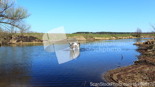 Image of cow goes in the river