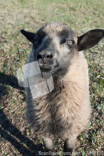 Image of sheep asking something