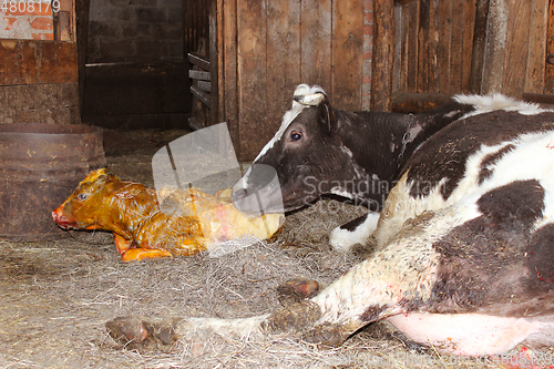 Image of mother cow looking after its just newborn calf