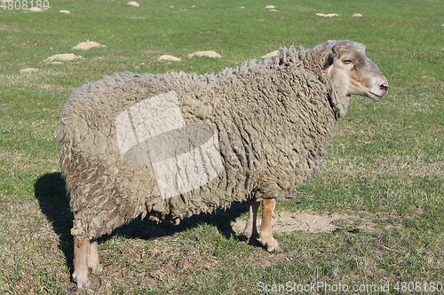 Image of sheep on the grass