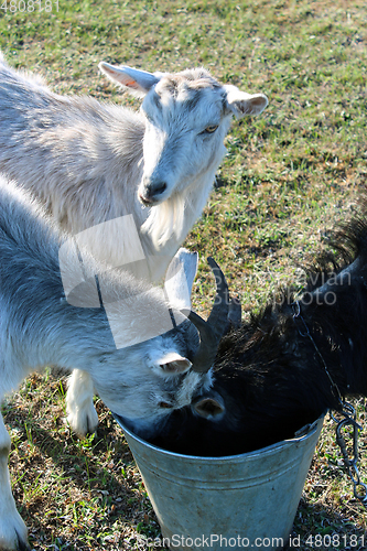 Image of three goats drinking water