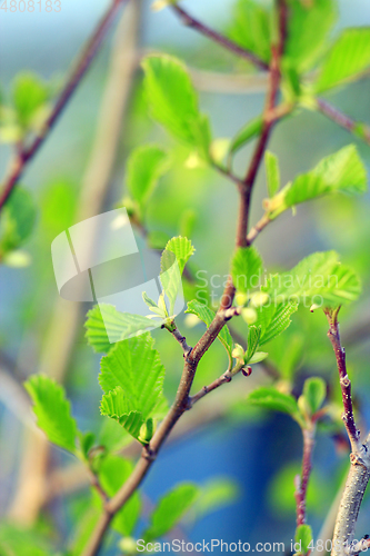 Image of alder tree blossoming out in the spring