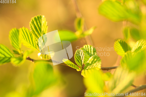 Image of alder tree blossoming out in the spring