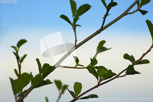 Image of alder tree blossoming out in the spring