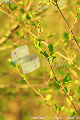 Image of alder tree blossoming out in the spring