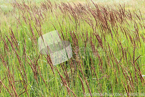 Image of green grass in the field
