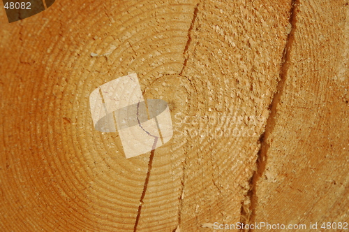 Image of Close-up tree