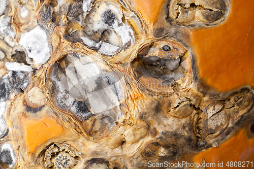 Image of Rotting pumpkin, close-up