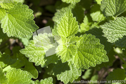 Image of green bush