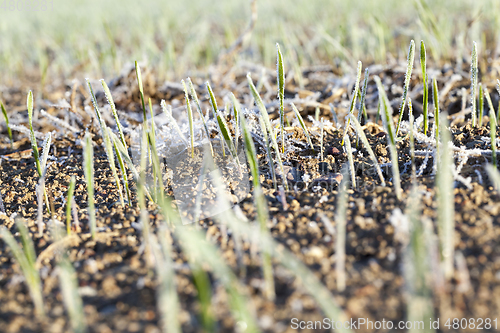 Image of green wheat in a frost