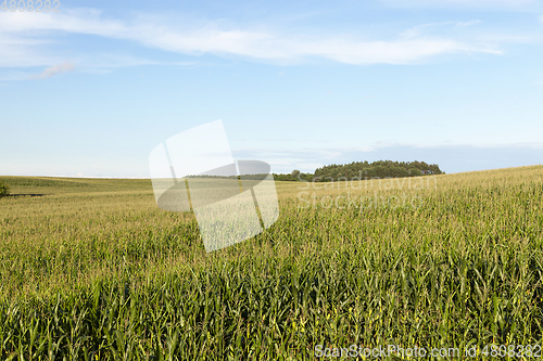 Image of cornfield, summer