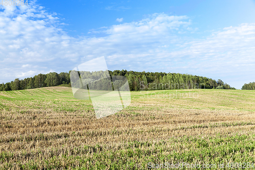 Image of Field of the harvest