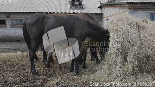 Image of Herd of horses on a farm near a haystack