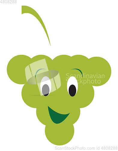 Image of Green grape vector or color illustration