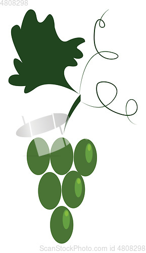 Image of A bunch of green grapes vector or color illustration