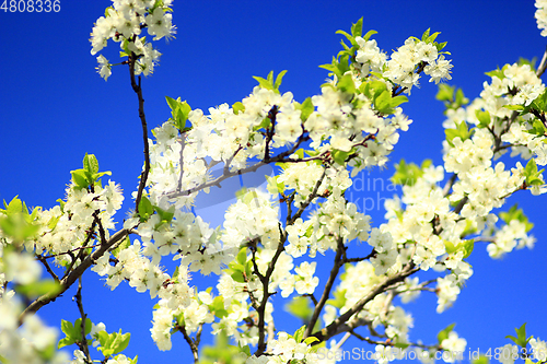 Image of Blossoming tree of plum and blue sky