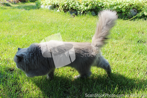 Image of Persian cat going for a walk on the green grass