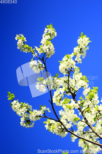 Image of spring blossoming of tree of plum and blue sky