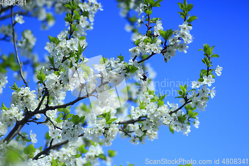 Image of Blossoming tree of plum and blue sky