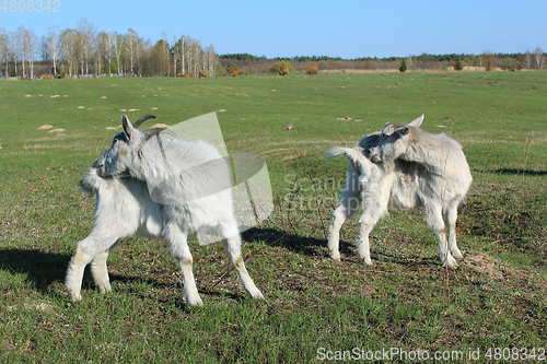 Image of goats scratching themself simultaneously on the pasture