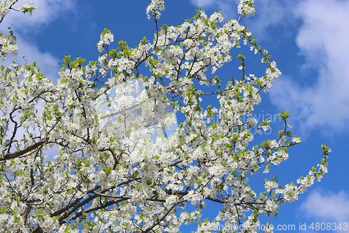 Image of Blossoming tree of plum and blue sky