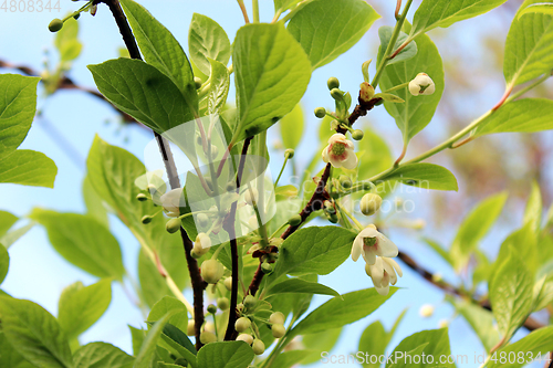 Image of flowers of schisandra 