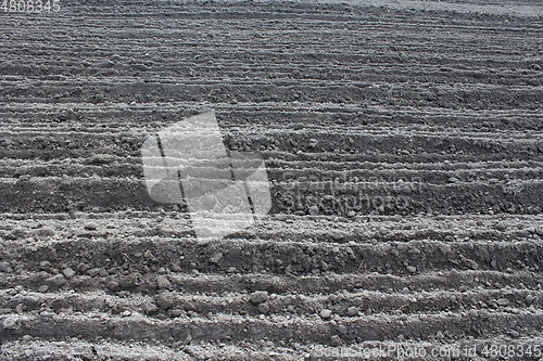 Image of plowed land ready for planting potato in the village