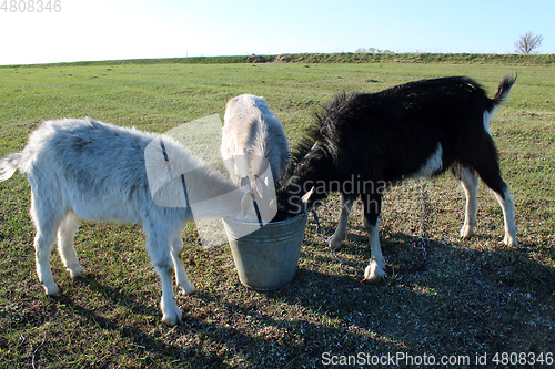 Image of three goats drinking water from thr bucket