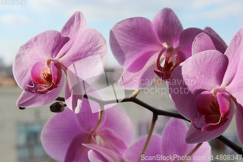 Image of pink orchid