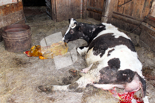 Image of cow licking clean its just newborn calf