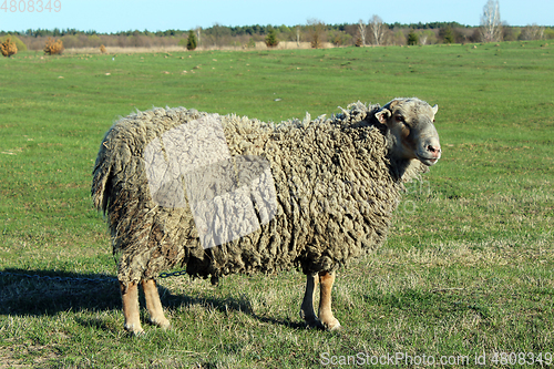 Image of sheep on the pasture