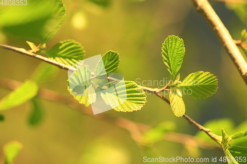 Image of leaves of alder in the spring