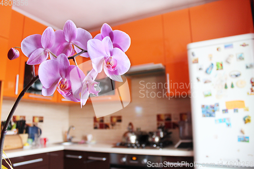 Image of pink orchids in luxurious kitchen