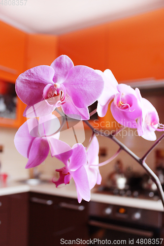 Image of pink orchids in luxurious kitchen