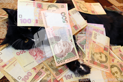 Image of black cat lying and covered with Ukrainian money
