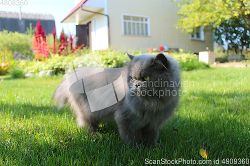 Image of Persian cat going for a walk on the green grass