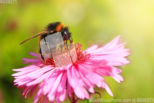 Image of bumblebee sits on the aster