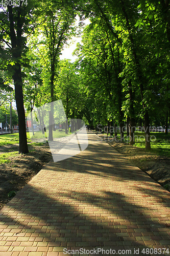 Image of Beautiful park with many green trees