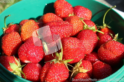 Image of ripe red strawberries