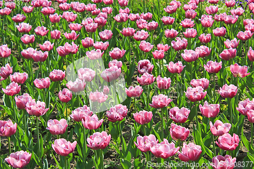 Image of lilac tulips on the flower-bed